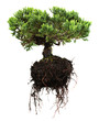 Bonsai tree