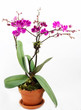 Purple Orchid