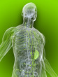 gesundes Lymphsystem