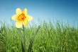 daffodil in grass on sky background