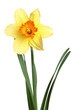 daffodil isolated daffodil isolated