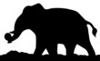 Elephant Shadow