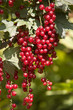 Red currant