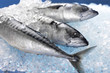 Fisch