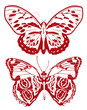 butterfly