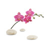 Branche d'orchidée et galets Branche d'orchidée et galets