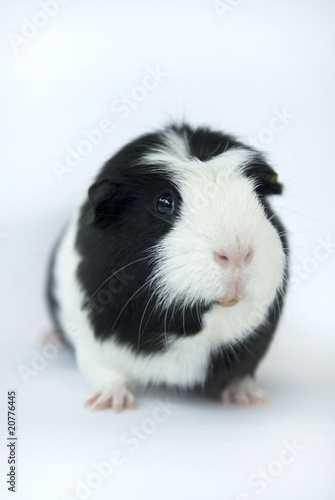 Photo: meerschwein meerschwein