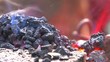 HD Hot burning embers, closeup HD Hot burning embers, closeup