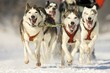 front view at four  alaskan malamute at race in winter