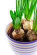 narcissus bulbs in ceramic pot