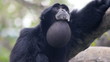 Howler Monkey 2