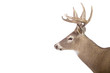 Foto: Large whitetail buck isolated on white background Large whitetail buck isolated on white background