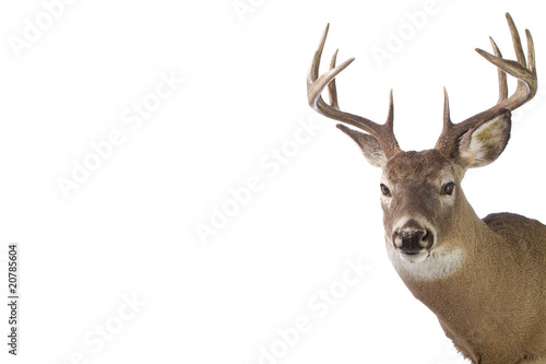 Foto: Large whitetail buck isolated on white background Large whitetail buck isolated on white background