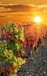 vineyard at the evening vineyard at the evening