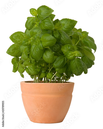 Foto: Basil growing in a flower pot Basil growing in a flower pot