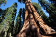Sequoya