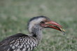 Vogelfutter: Heuschrecke