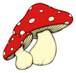 Pilz, Pilze, Wald, Fliegenpilz, giftig, Gift, Herbst Pilz, Pilze, Wald, Fliegenpilz, giftig, Gift, Herbst
