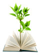 Book and plant Book and plant