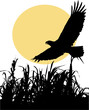 eagle