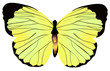 Yellow butterfly