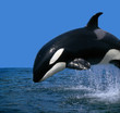 Orca_112091 Orca_112091
