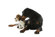 dobermann prenant sous son aile un bébé beagle