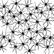 baby spiders