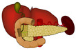 Liver and abdominal organs