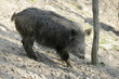 Wildschwein