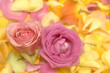 Rose petals