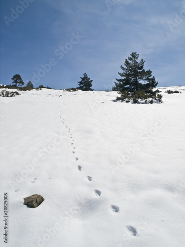 Huellas en la Nieve