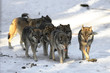 Wolfsrudel