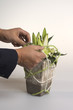 Ikebana en préparation