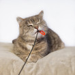 Freche, spielende Katze Freche, spielende Katze