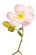 pink garden rose isolated