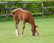 Foal Feeding