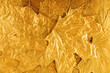 golden maple tree leaves background golden maple tree leaves background