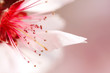 Spring pink flower
