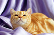 The kitten looks up