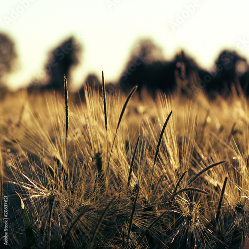 Foto: Sommerliche Stimmung Sommerliche Stimmung