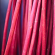 Osier rose