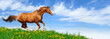 Photo : Stallion gallops in field