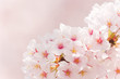 cherry blossom