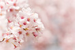 cherry blossom