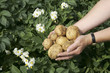 Foto: Kartoffeln und Kartoffelblüte Kartoffeln und Kartoffelblüte