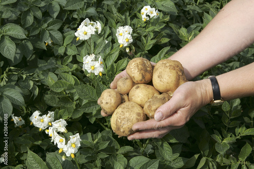 Foto: Kartoffeln und Kartoffelblüte Kartoffeln und Kartoffelblüte