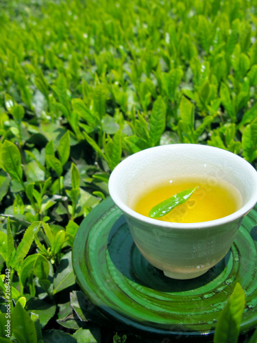日本茶の新茶