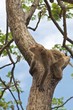 Thai monkey on a tree looking up