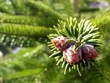 Bunch of cones